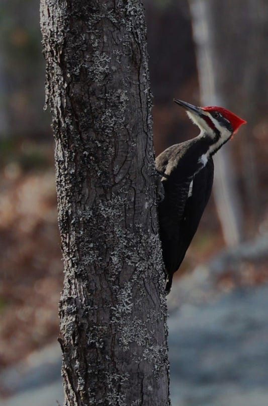 Guided Bird Walk-May 14th @ 6pm